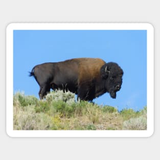 Bison on a hill at Yellowstone National Park Sticker